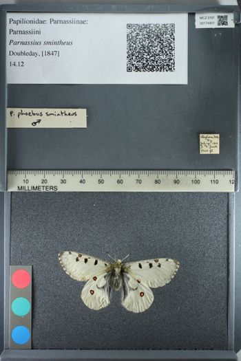 Media type: image;   Entomology 174401